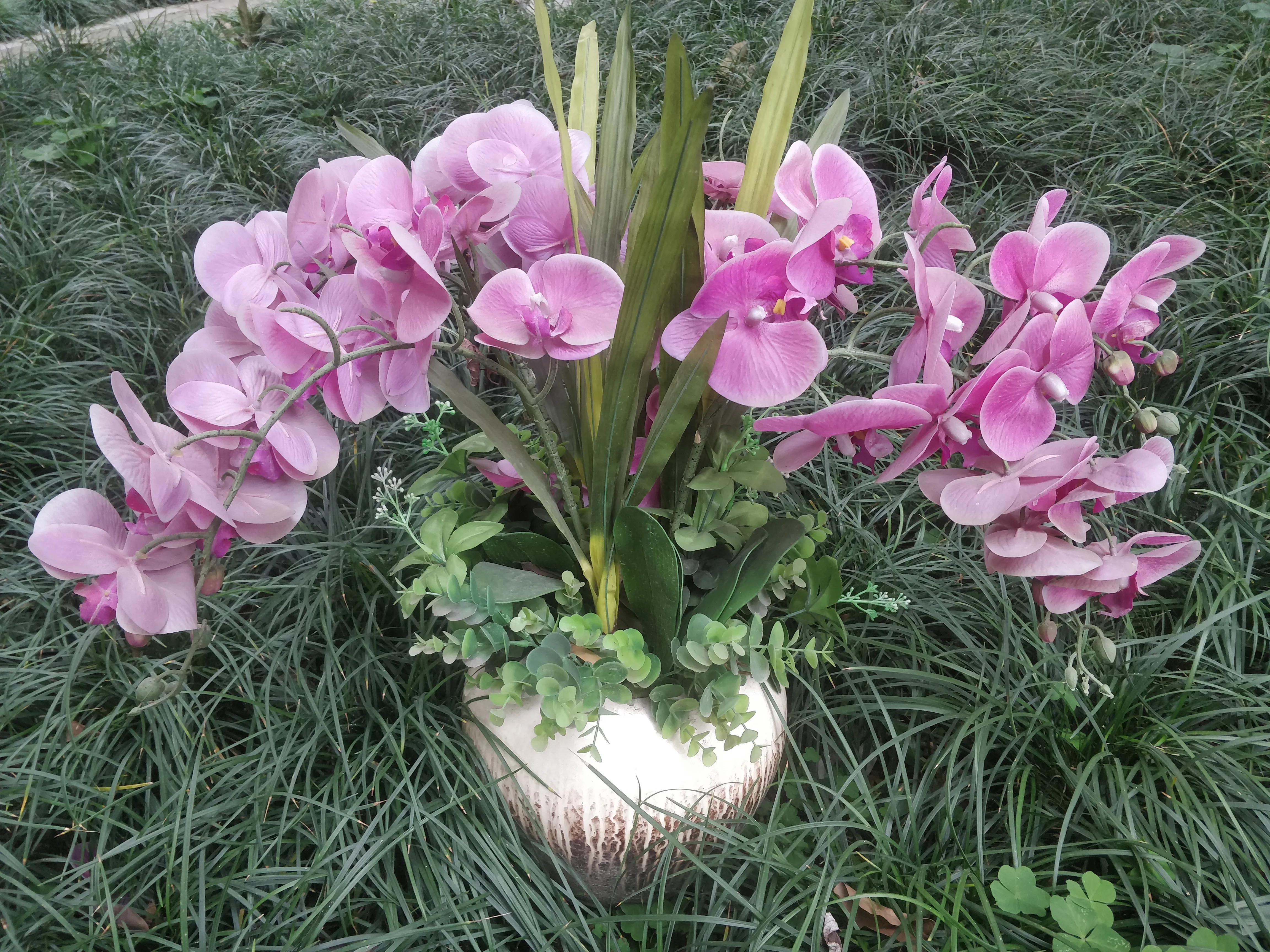 蝴蝶兰开放时优美的句子有哪些