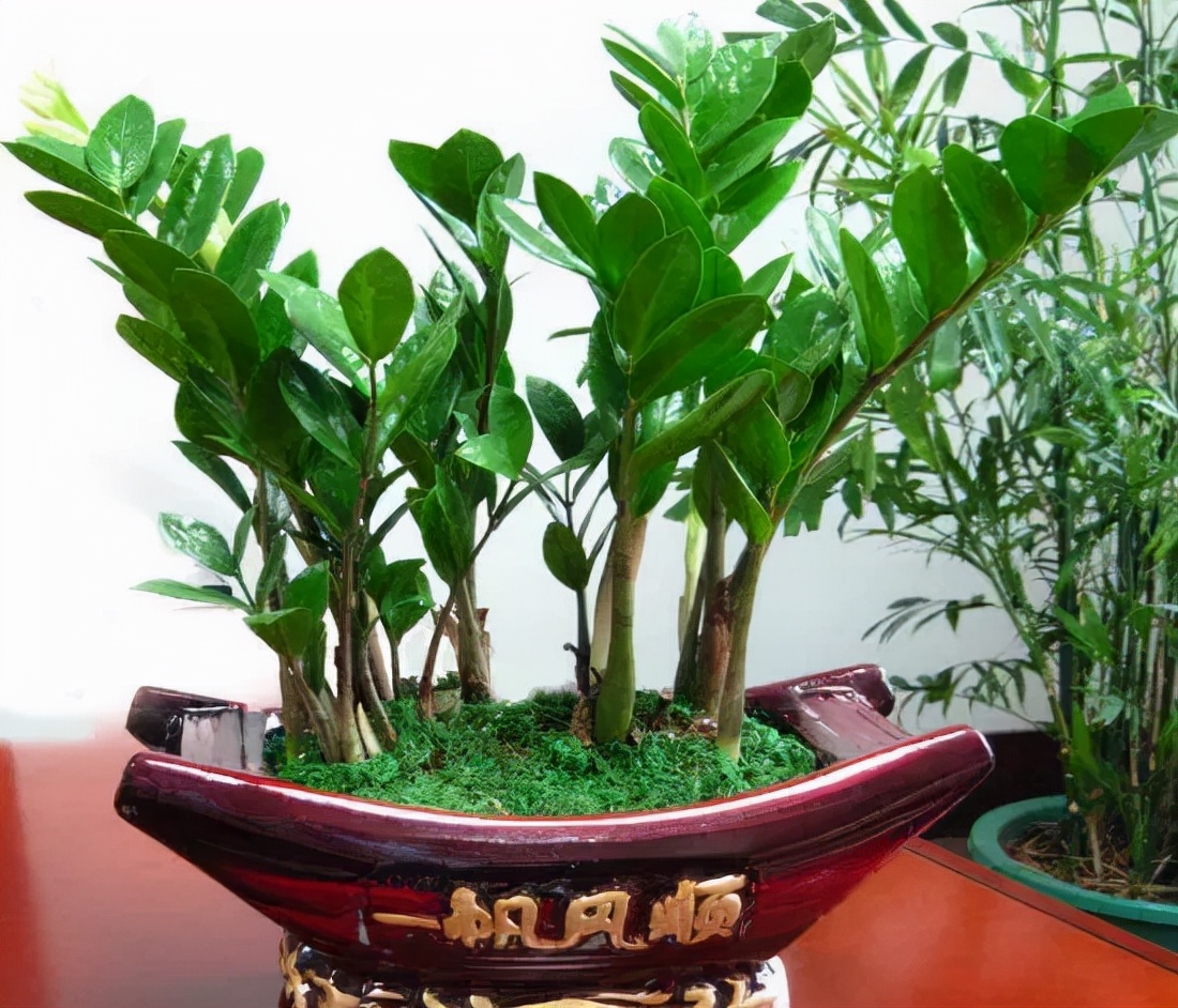 盆栽"8大树",随便选一种,招财又旺宅