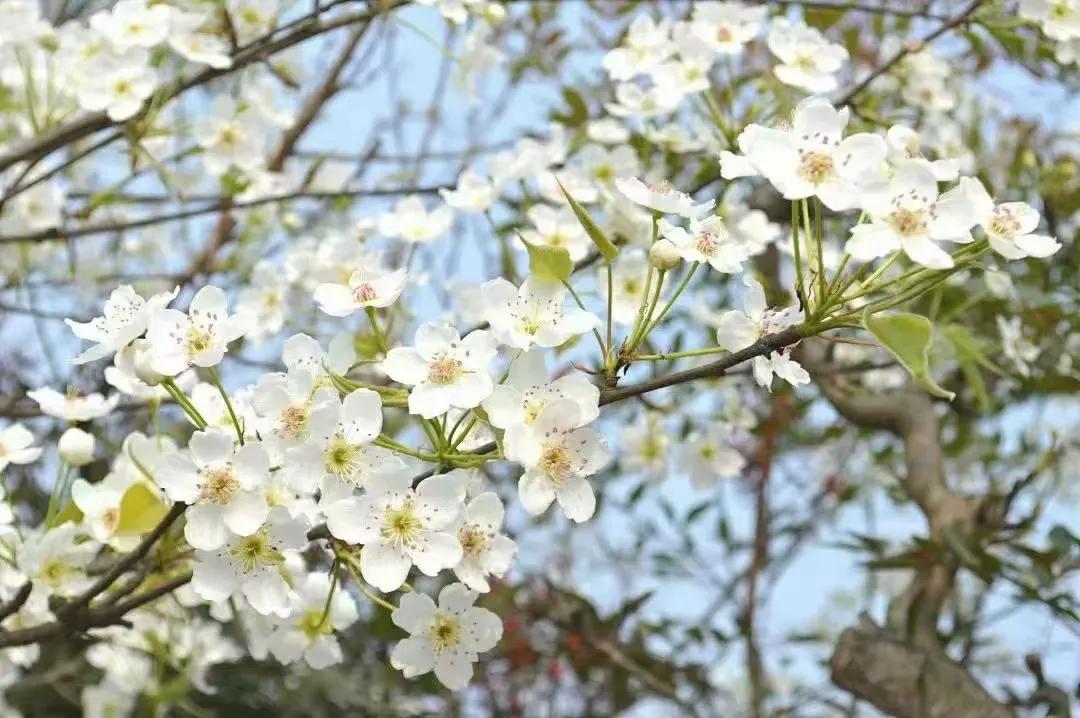 但喜五分春色到，百花生日是今朝