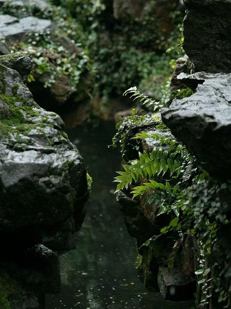 雨中草色绿堪染，雨水读诗唤春来