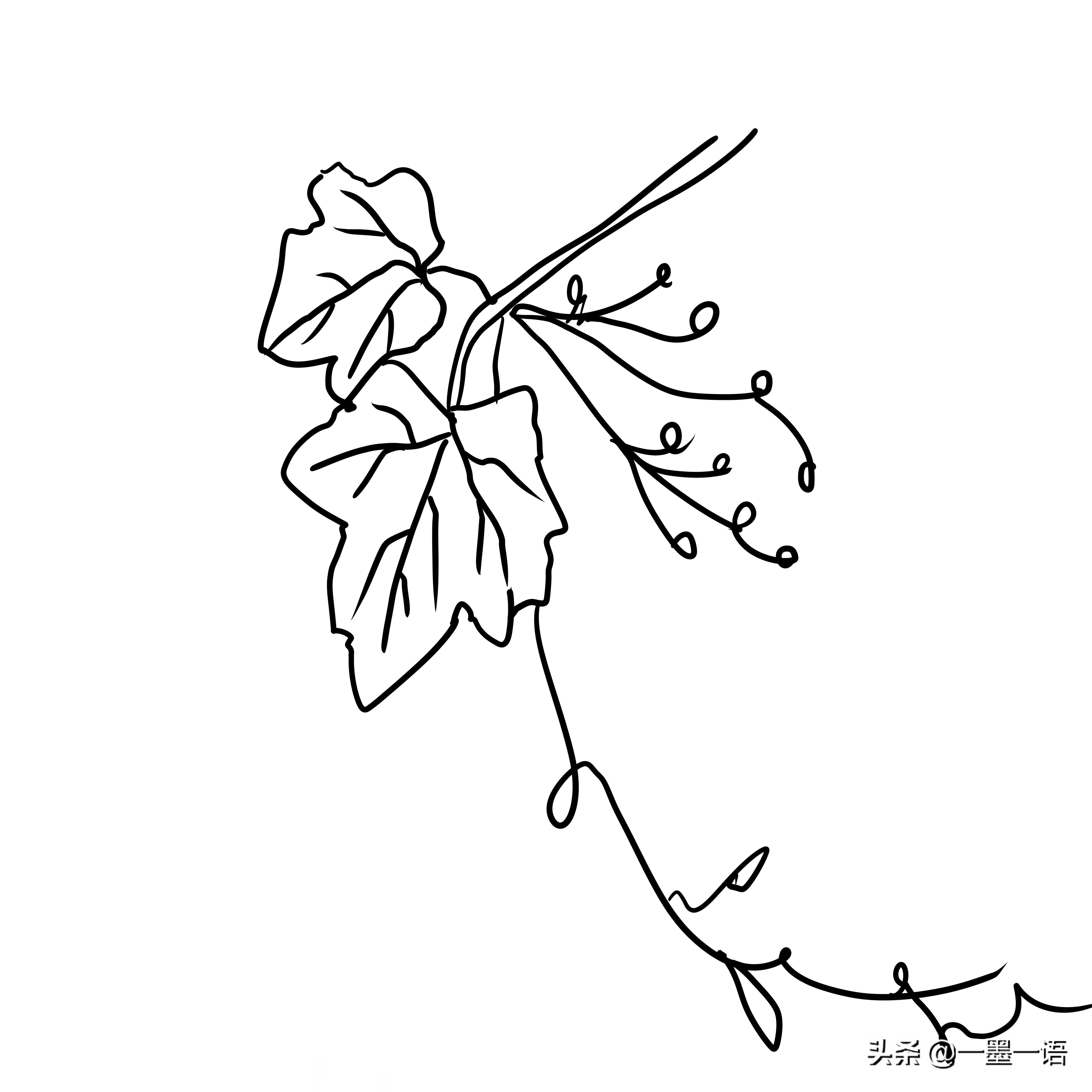 爬山虎简笔画(爬山虎简笔画最漂亮)