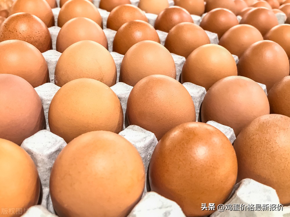 中国蛋禽网今日鸡蛋价格表，蛋禽网今日鸡蛋价格行情