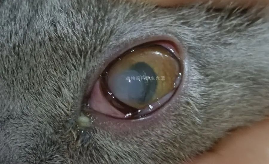 è۾׻ziè۾yanͼƬ-ziѶ