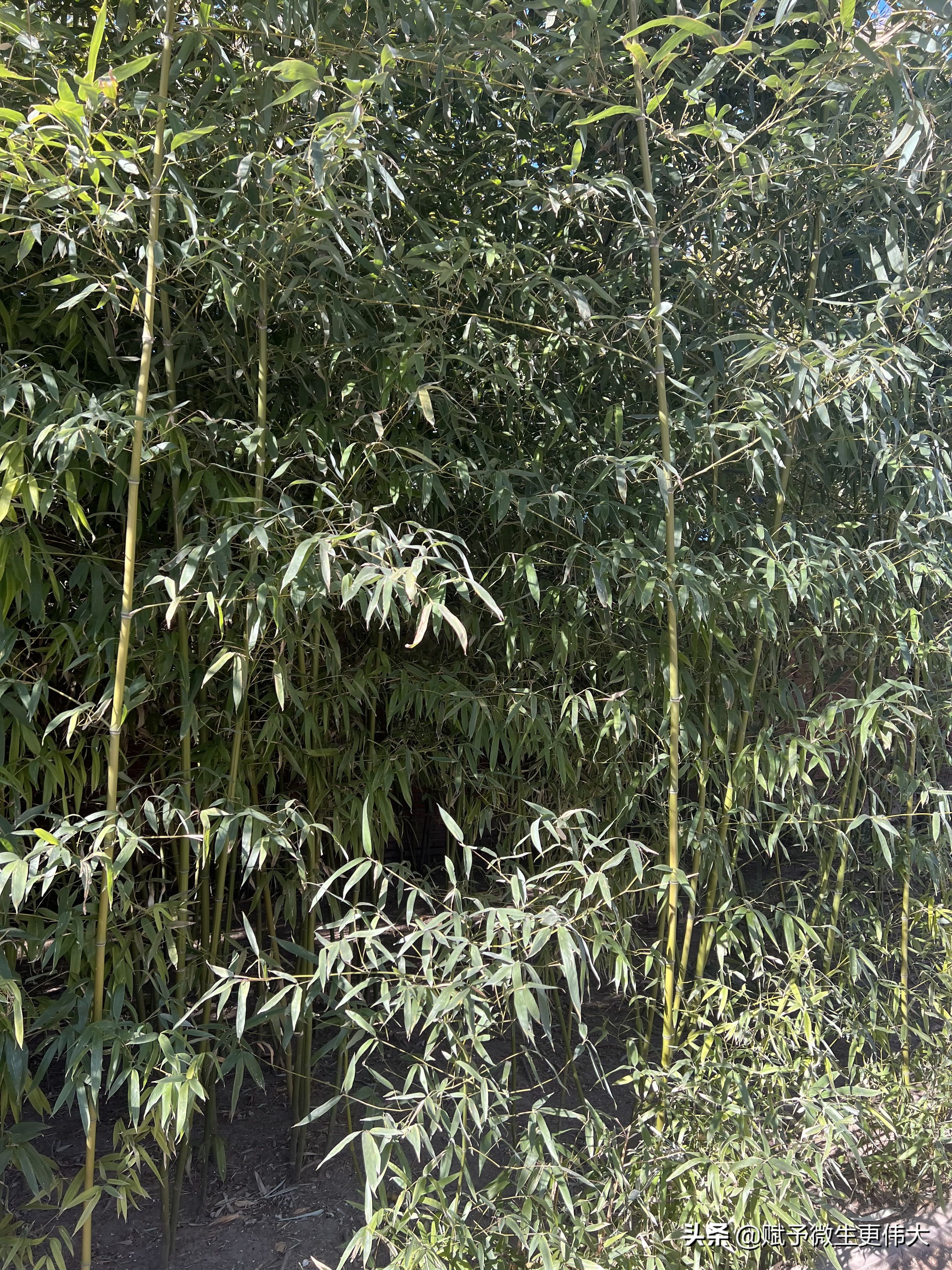 光鲜——青青翠竹郁郁黄花无非般若