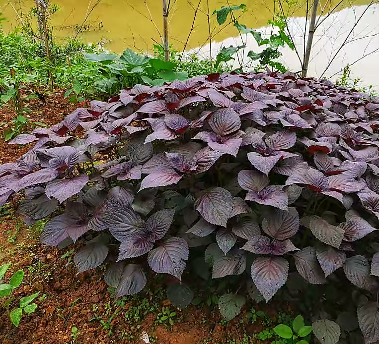 阳台种菜适合种什么菜（4种长青阳台蔬菜种植推荐）