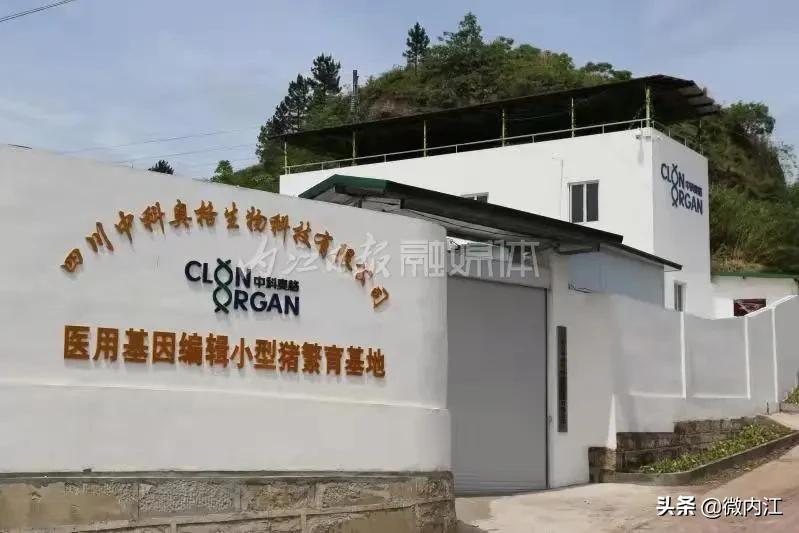 “要是成功了不得了”！内江这小猪，愿为人类器官移植“献身”