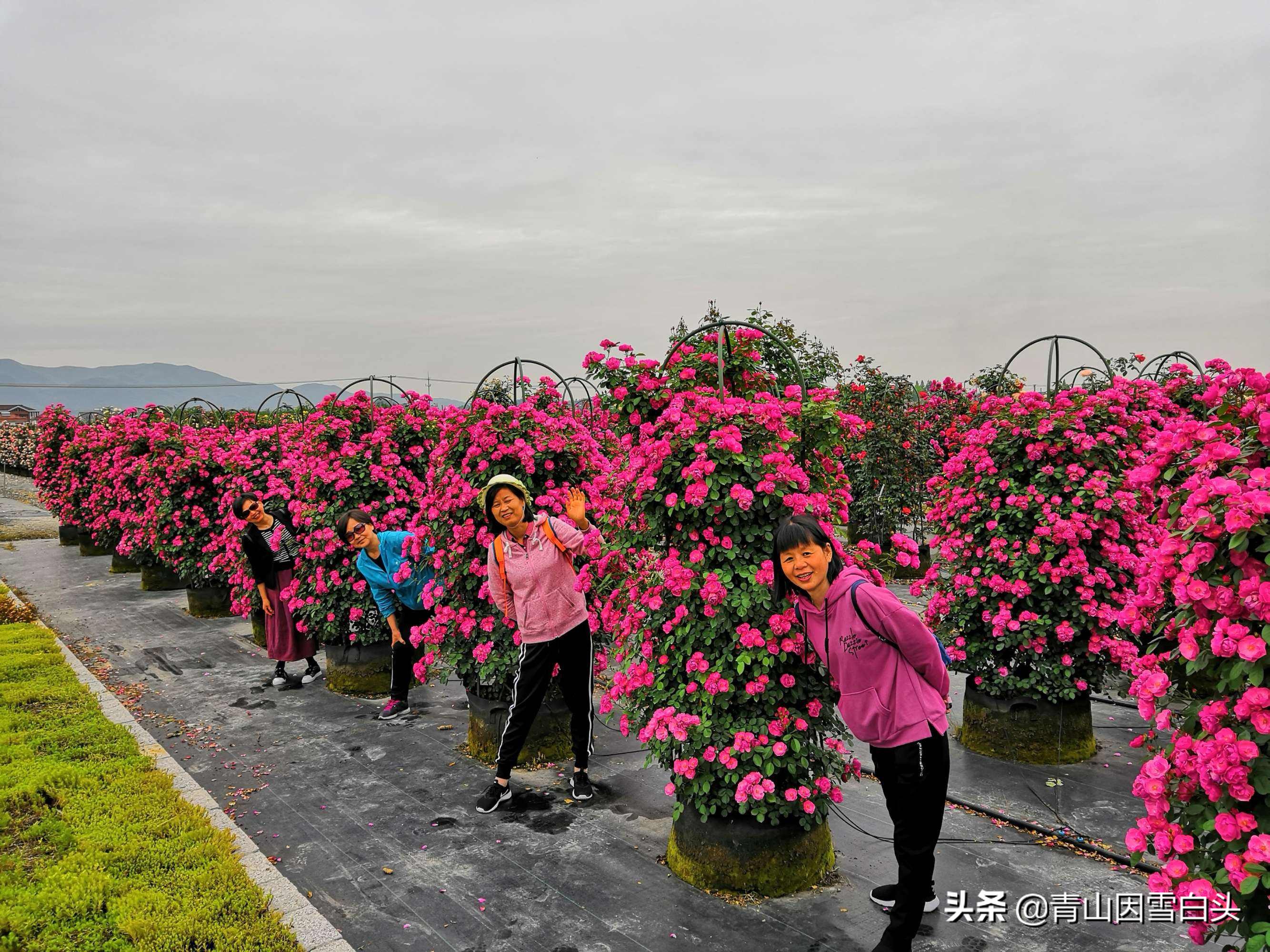 紫薇树价格(国内最顶端的苗圃) - 价格百科