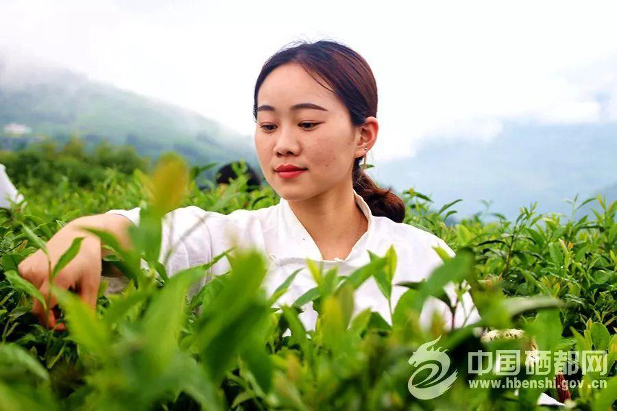 恩施玉露一相逢，便胜人间无数