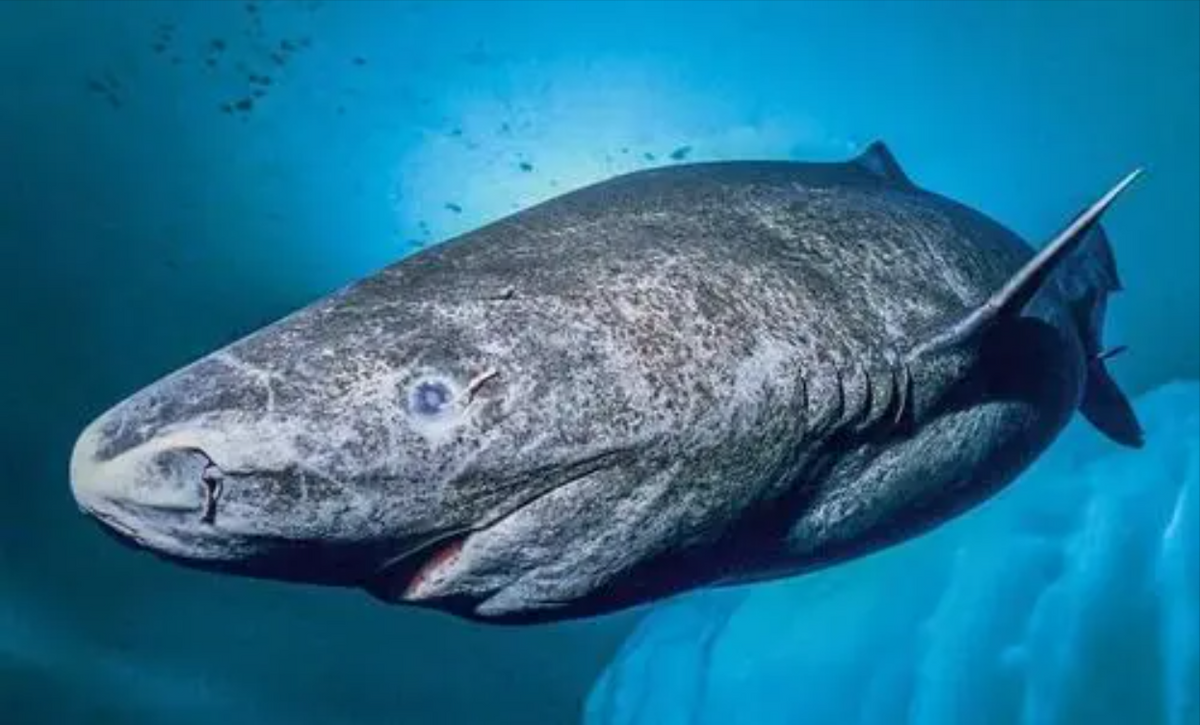 章鲨2(格陵兰睡鲨寿命长达400年，150岁才性成熟！懒捕食牺牲眼睛填肚子)