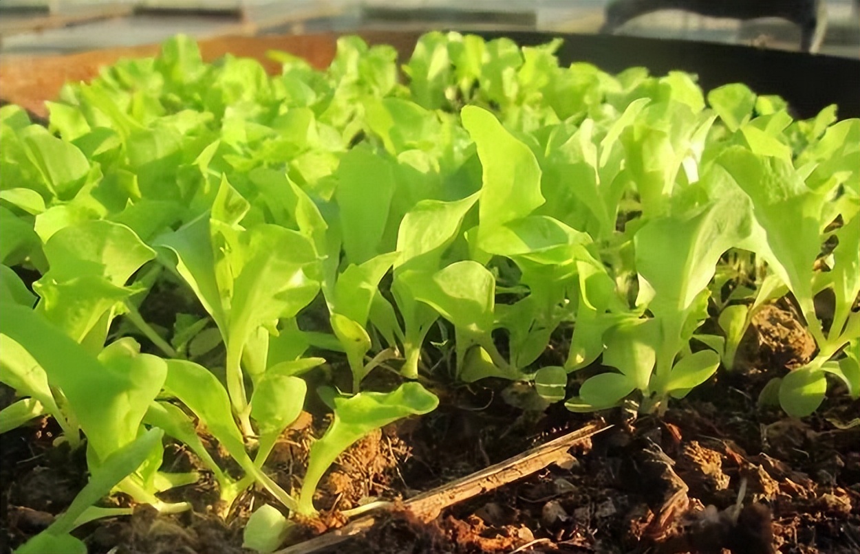 家里阳台种什么蔬菜比较好（推荐4款适合阳台种植的蔬菜）