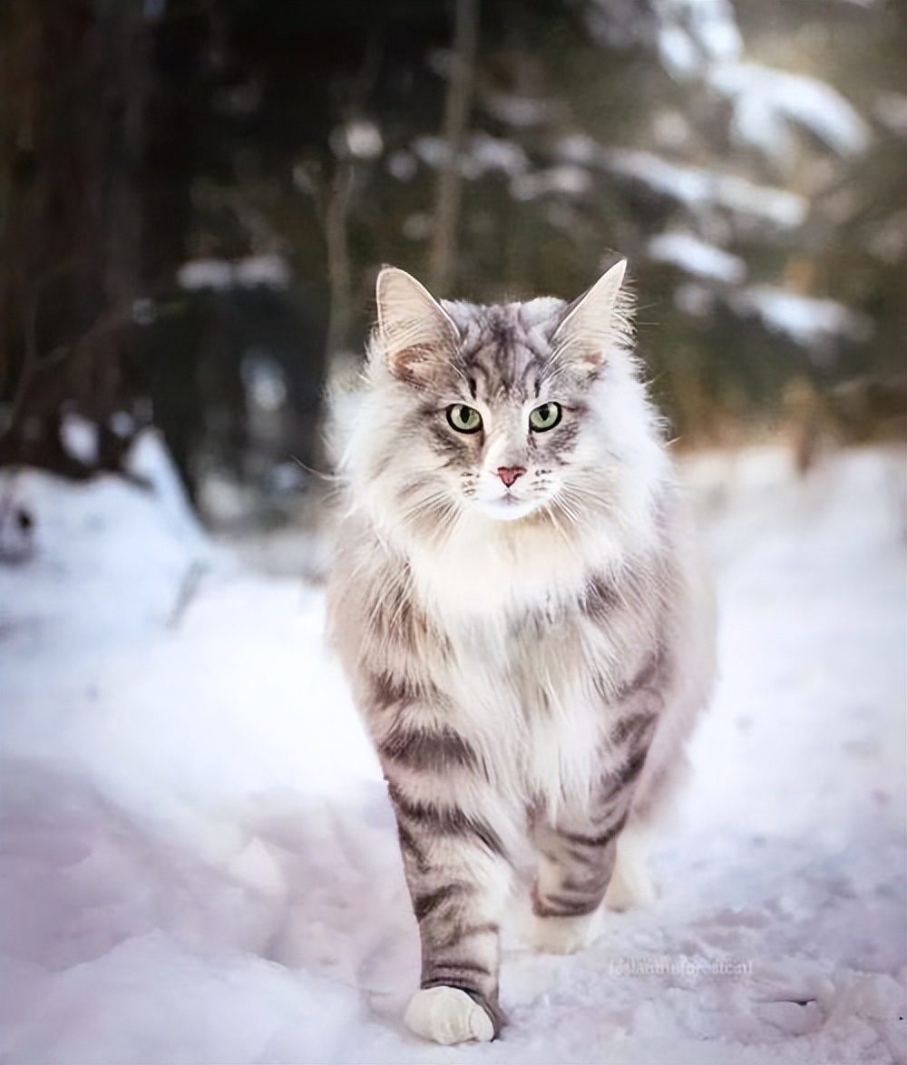 苏格兰折耳猫多少钱一只（苏格兰折耳猫多少钱一只黑色）-第7张图片-科灵网