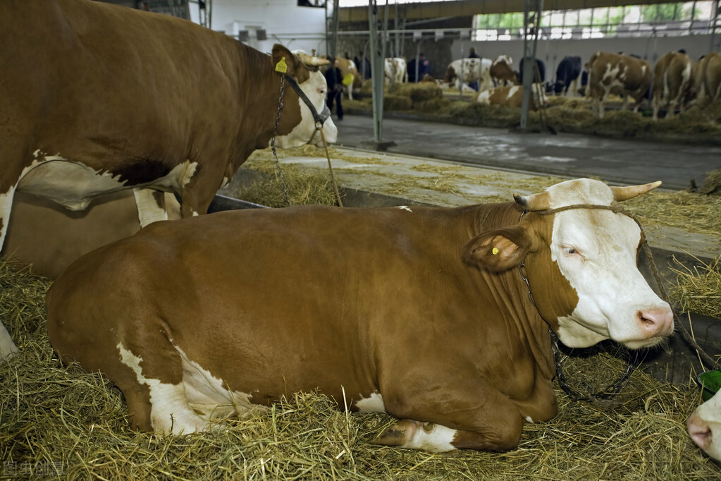 牛价丨3月21日 全国牛肉价格来了！附部分地区肉牛价格