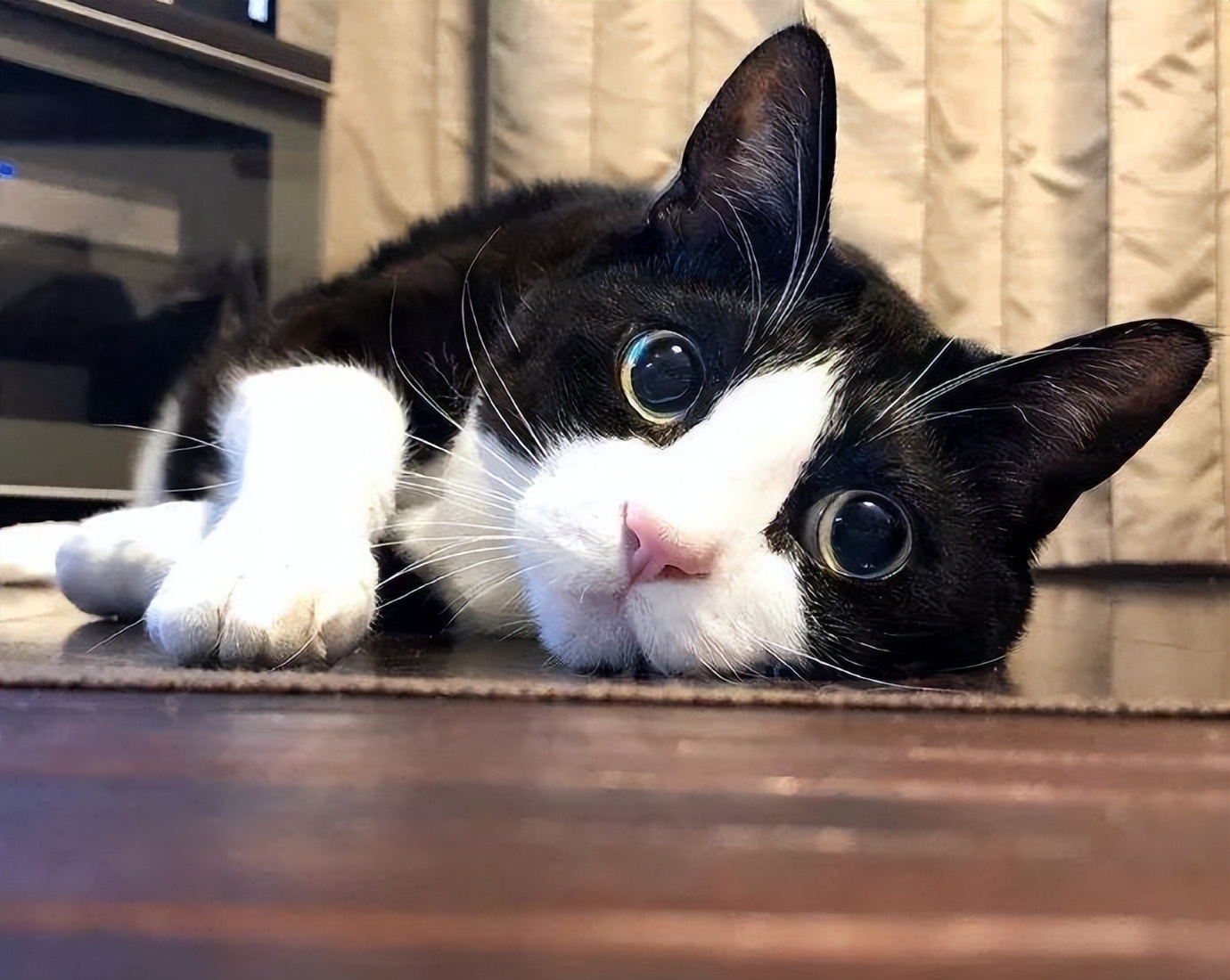 不怕告诉你,看你养的猫,能够猜出你的性格