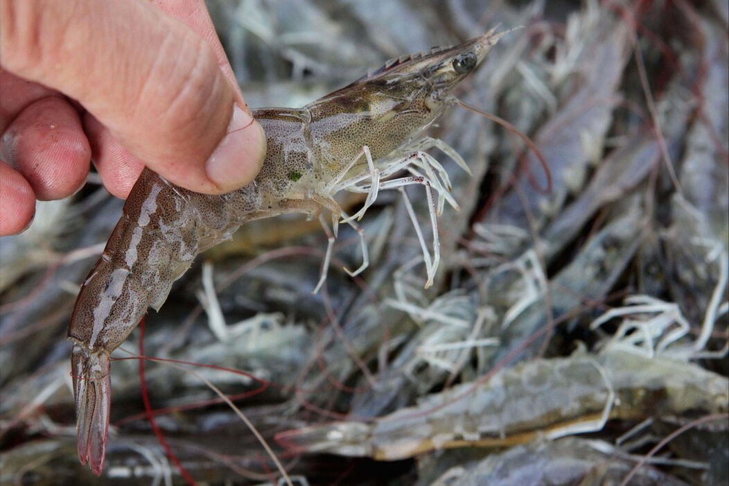 南美白对虾,是源自南美地区的一种虾,外形跟前面提到的明虾有几分相似
