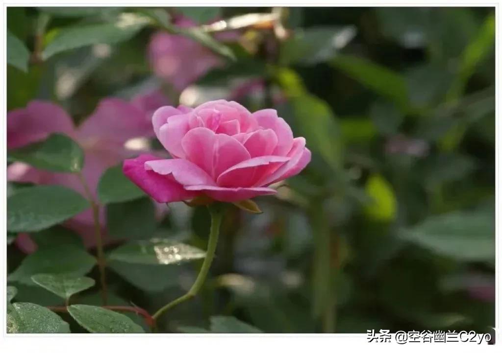 浅谈简书点赞和文章收益这一块