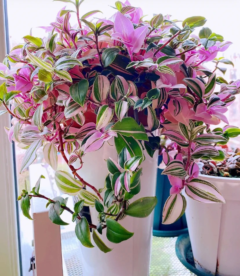 1,婚礼油画吊兰