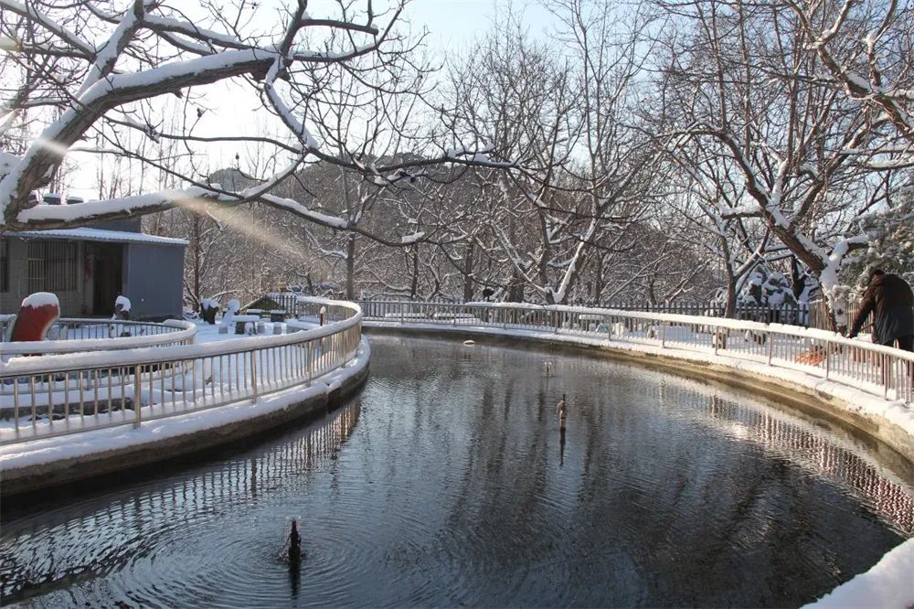 当春花遇上春雪，看京城别样的诗意与浪漫~