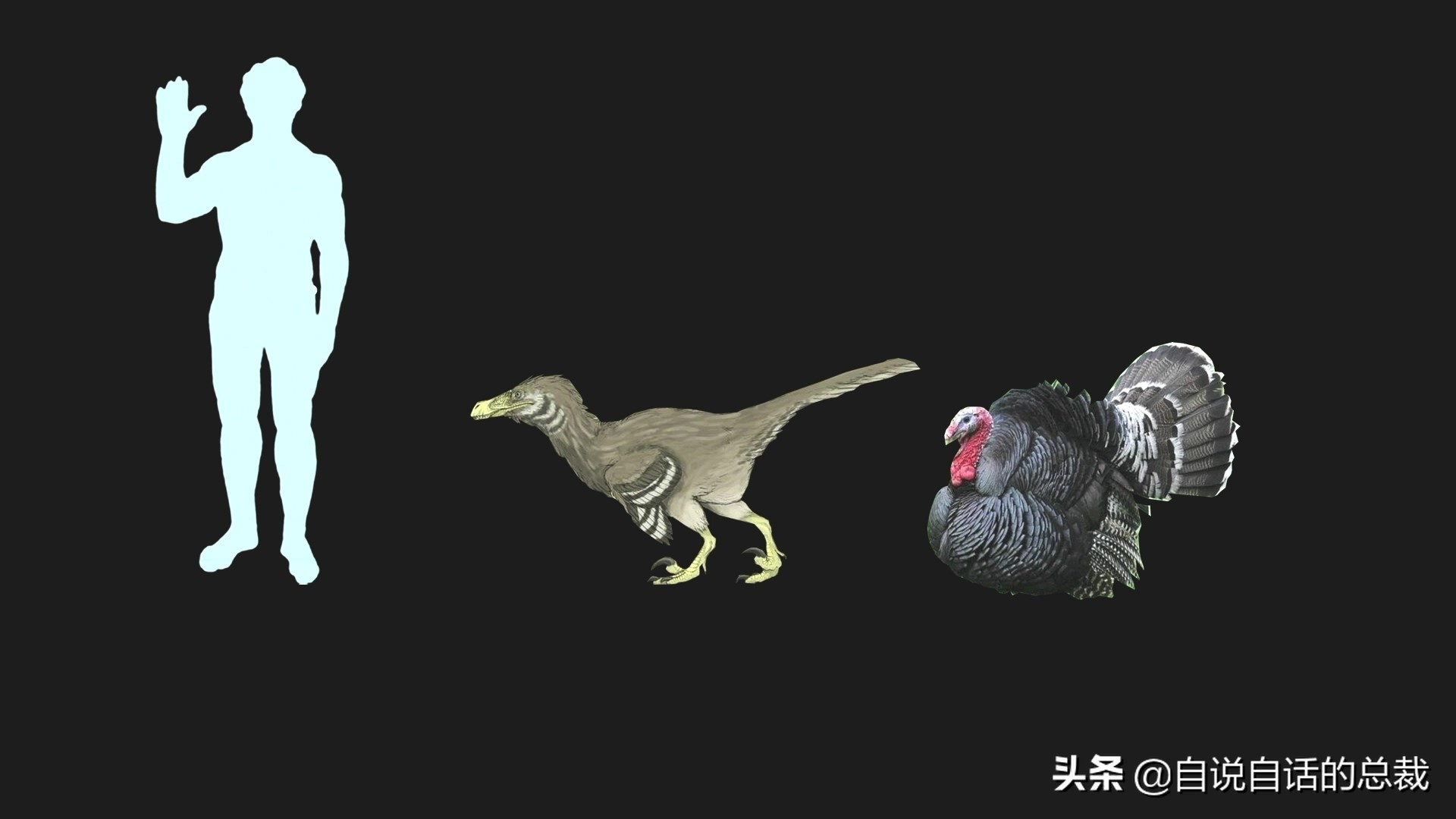 为什么动物都怕鹅？有鹅的地方没有蛇？大鹅的真实面貌超出你想象