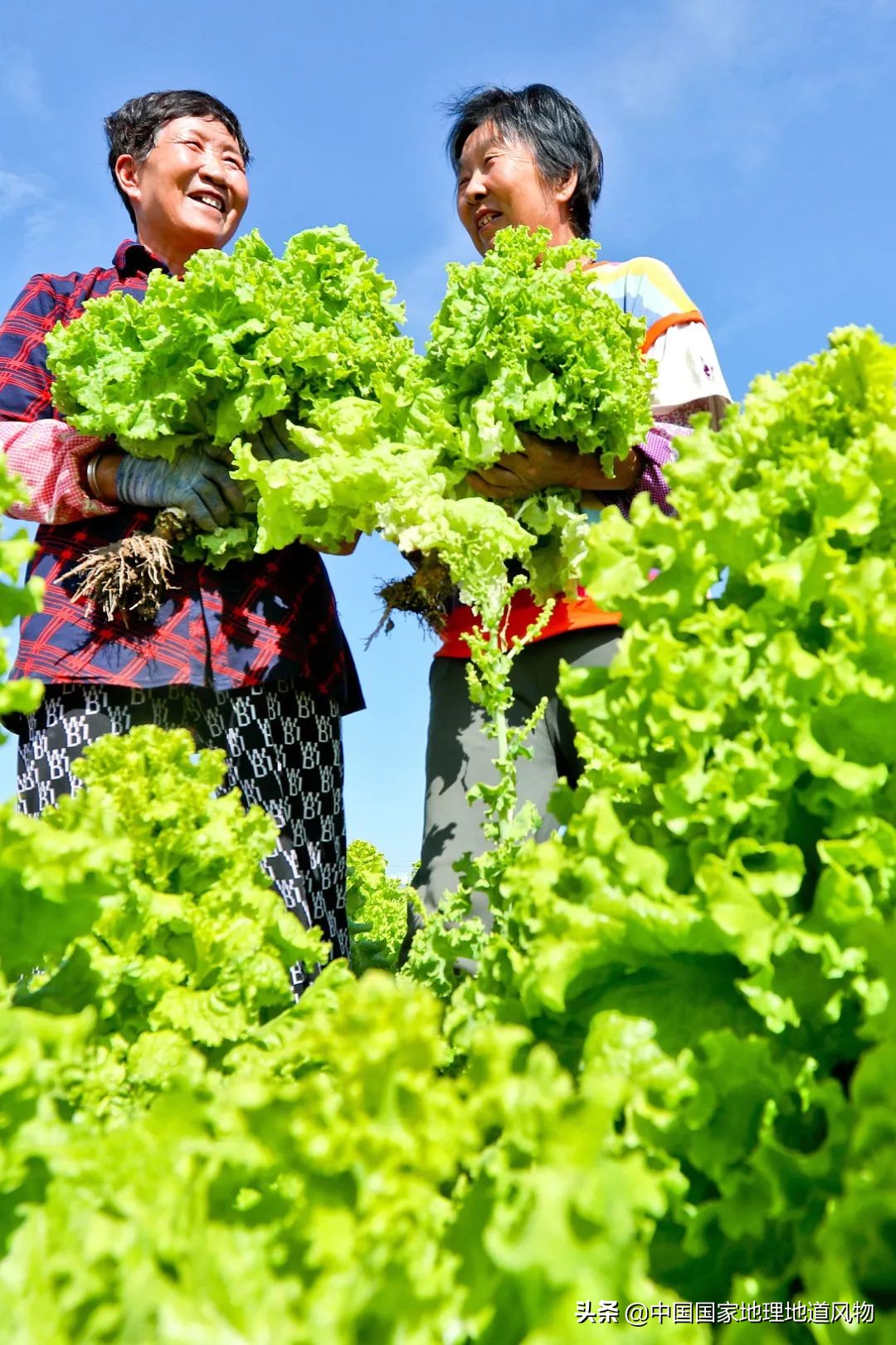 �й���͵����߲˴�ʡ��Ϊʲô�Ǹ��ࣿ