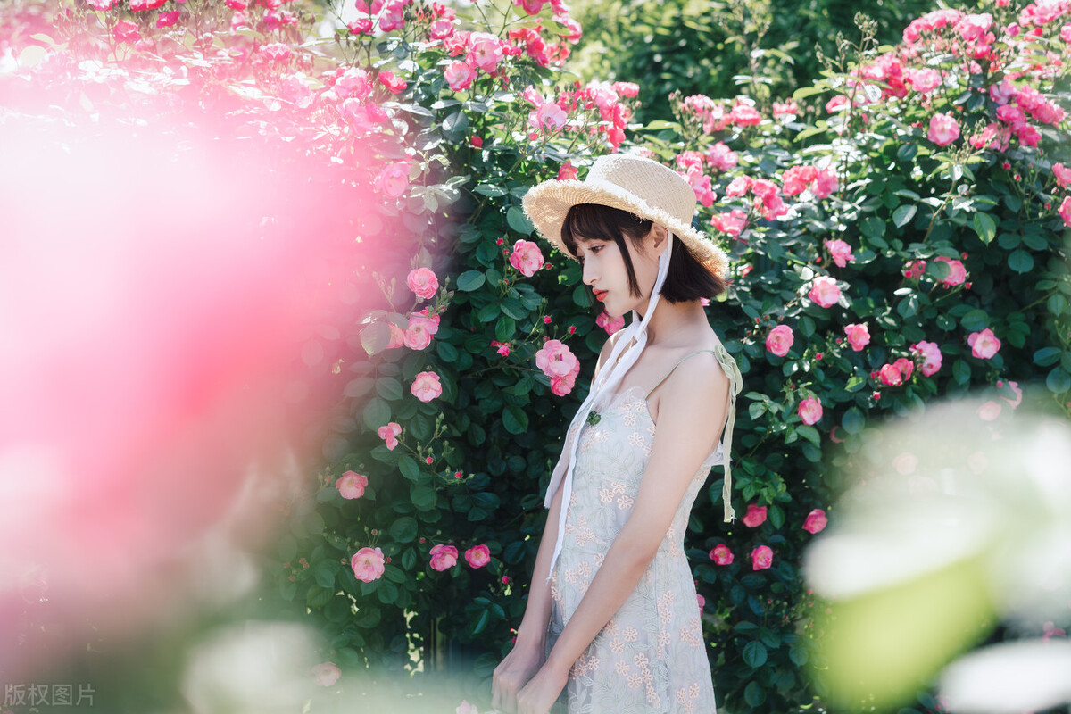 晚春唯美蔷薇花开古诗六首：水晶帘动微风起，满架蔷薇一院香