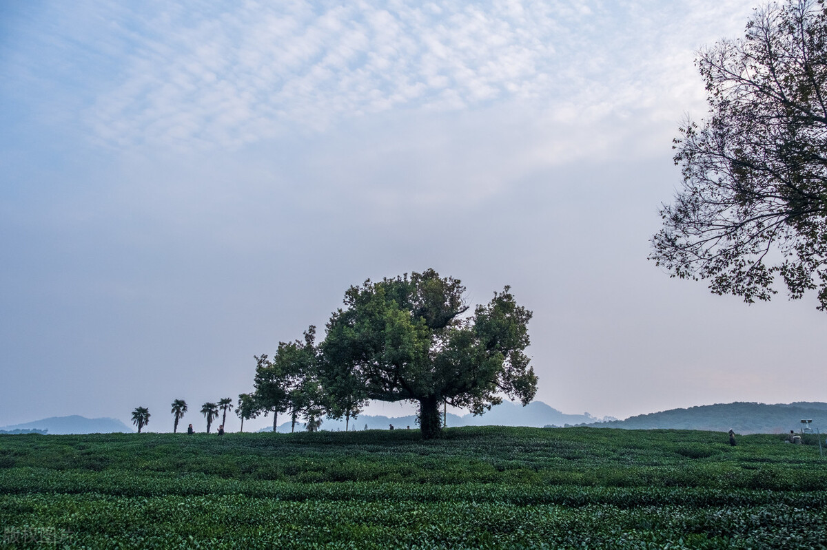 种植合作社对茶农绿色生产行为的影响