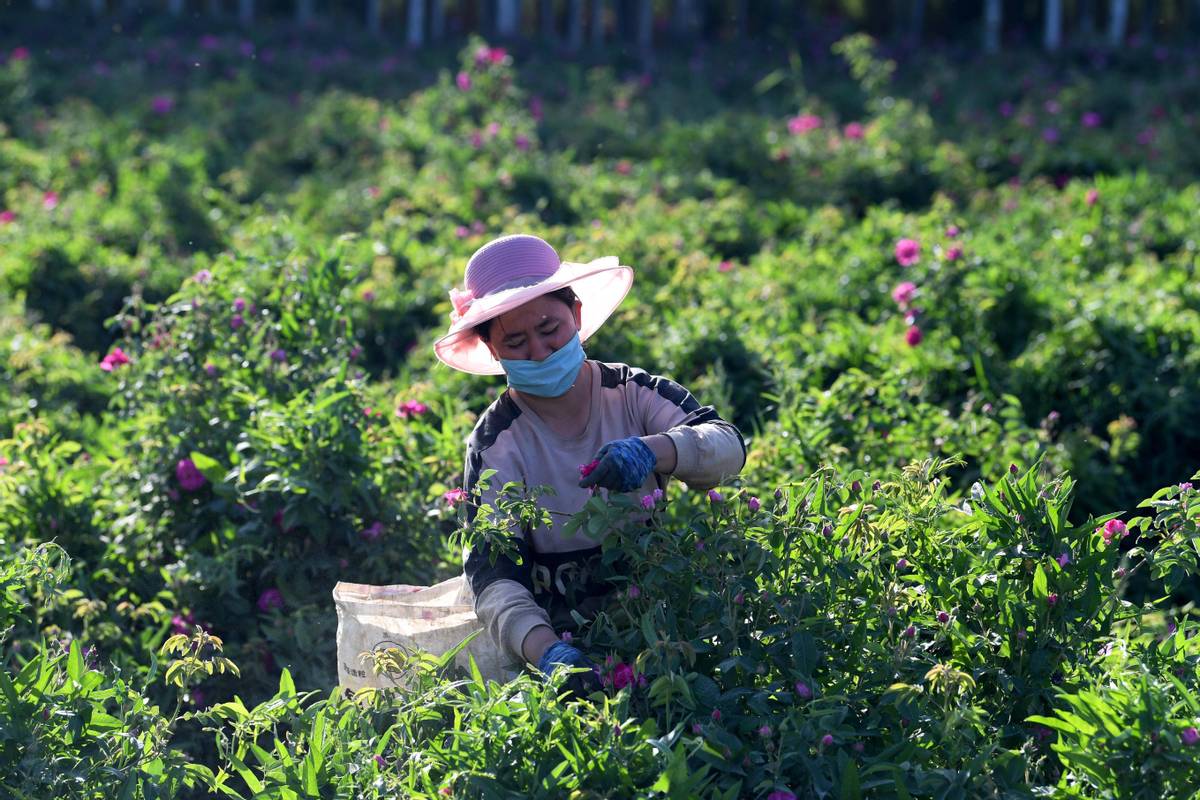 玫瑰花何时摘最佳(玫瑰花蕾采摘最佳时间) - 盾灵网