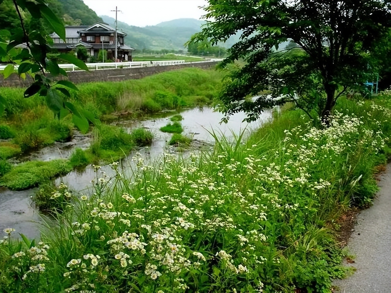 夏日村庄有着与众不同的风景,十首诗词,去欣赏乡村的夏天