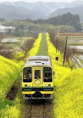 一路上花散落！（二）