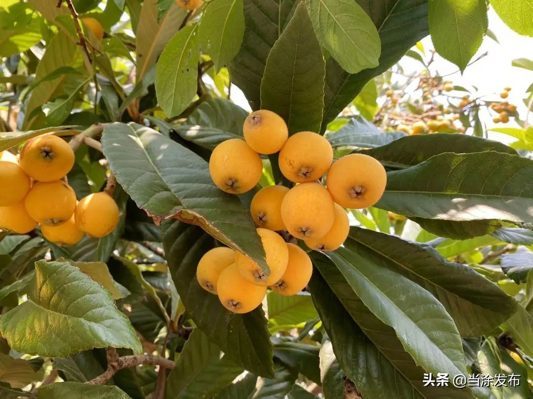 安徽当涂：大青山的枇杷熟了！