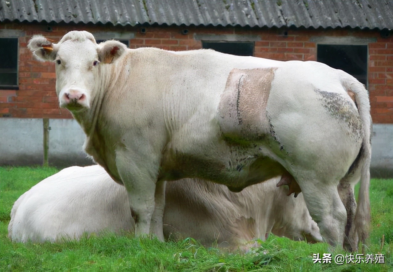 牛有几个品种(疯狂的比利时蓝牛，“肌肉怪物”背后的秘密，养牛户不可盲目养殖)