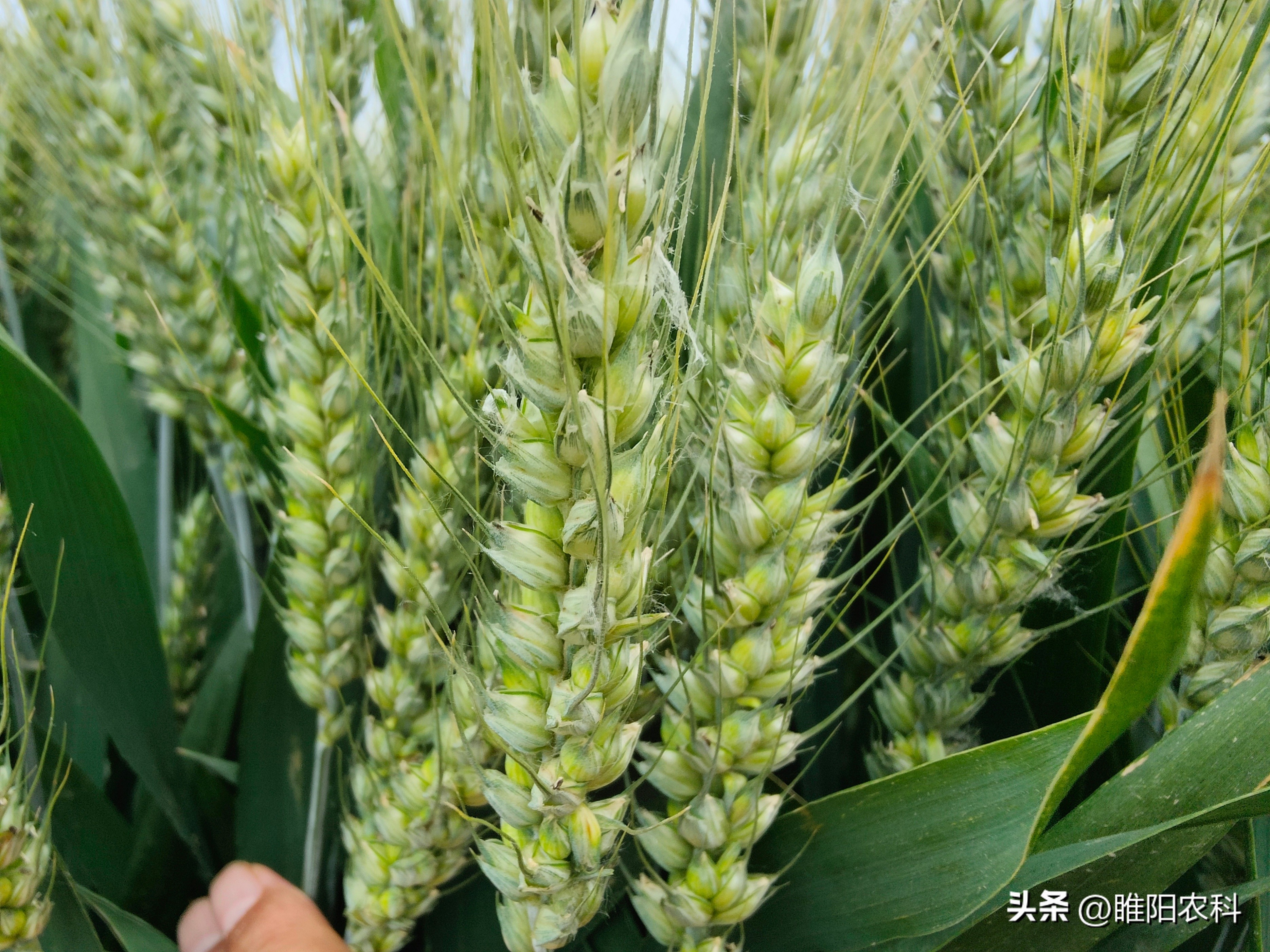 高产小麦种子排行榜（高产小麦种子排行榜前十）-第1张图片-昕阳网