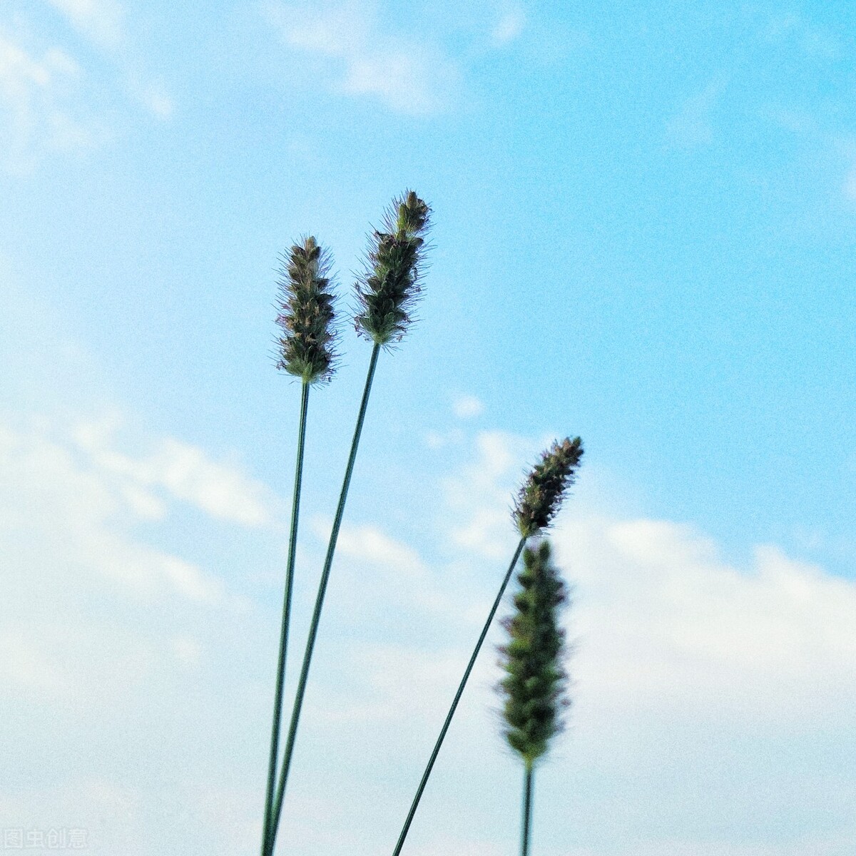 岁月辗转成歌 时光流逝如花