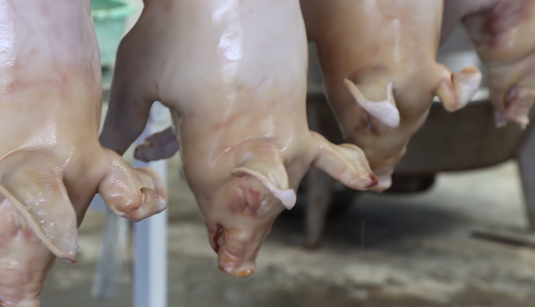 山东大哥做全猪，一个280元只有14斤，每天按照预定做，霸气