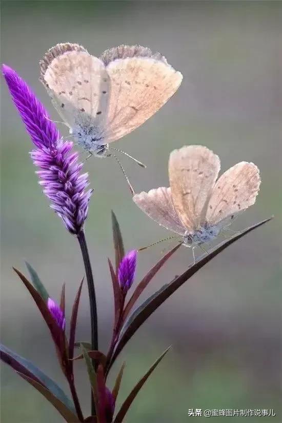 在心里种花，人生才不会荒芜，藏不住春的爱意