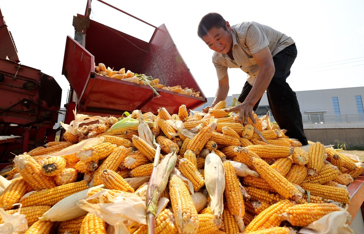 10月5日，华北成为全国玉米价格的“洼地”，贸易商开始“抢”收