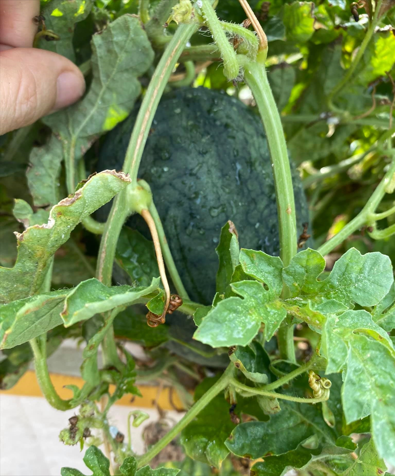 女厂长利用100平方米露台，投资3000块钱，种植了各种干净蔬菜