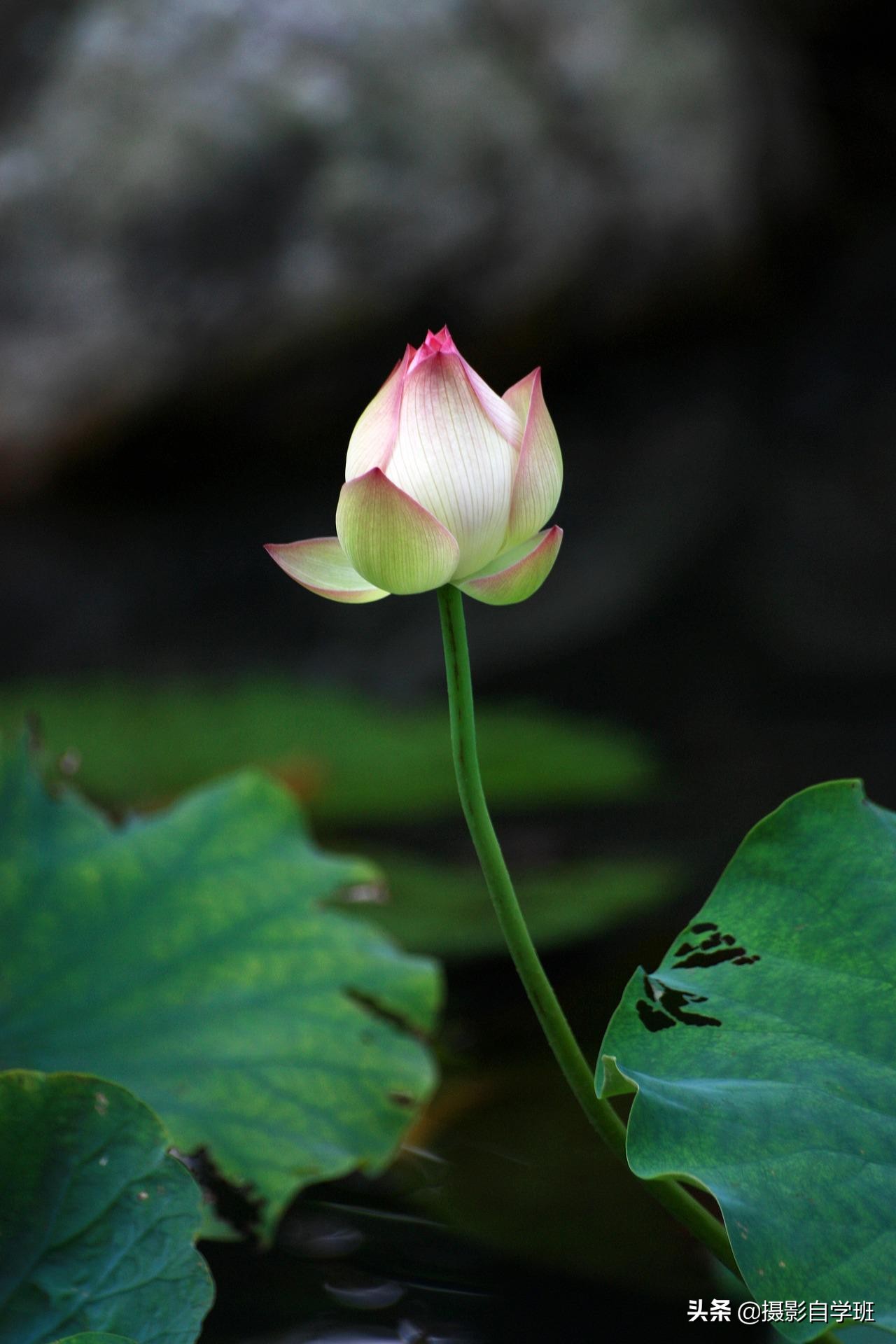 乒乓球拍怎么画(盘点5个荷花摄影错误,要知道照片为啥不好看,更要知道