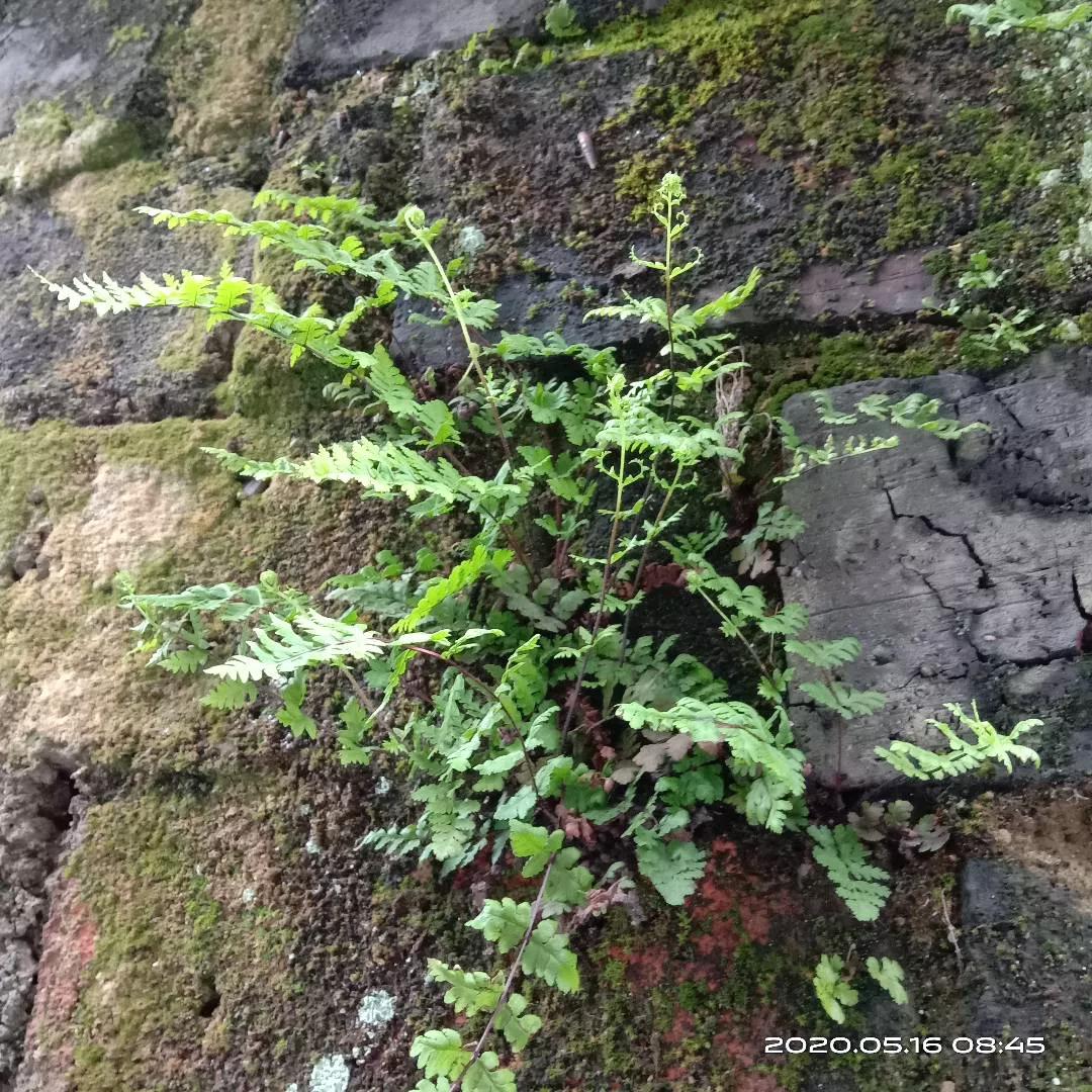 山里那颗坚韧的小草