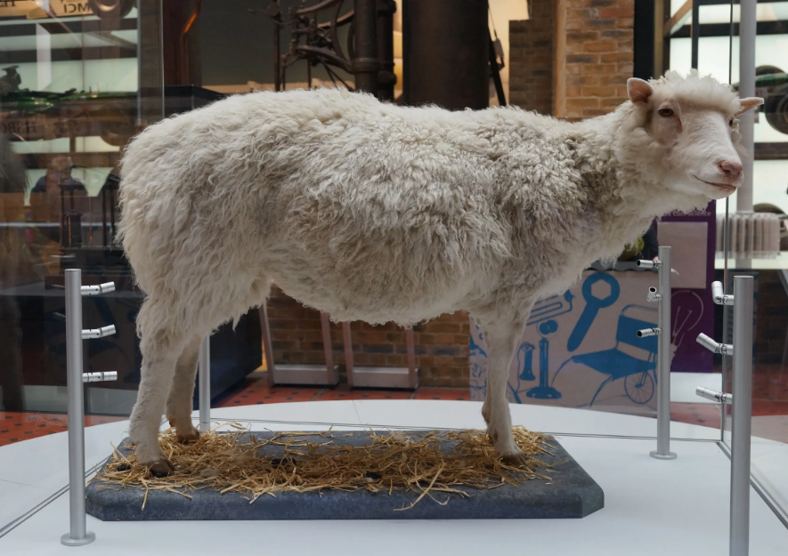 第一只克隆羊"多莉",后来如何了?变成了怪物?