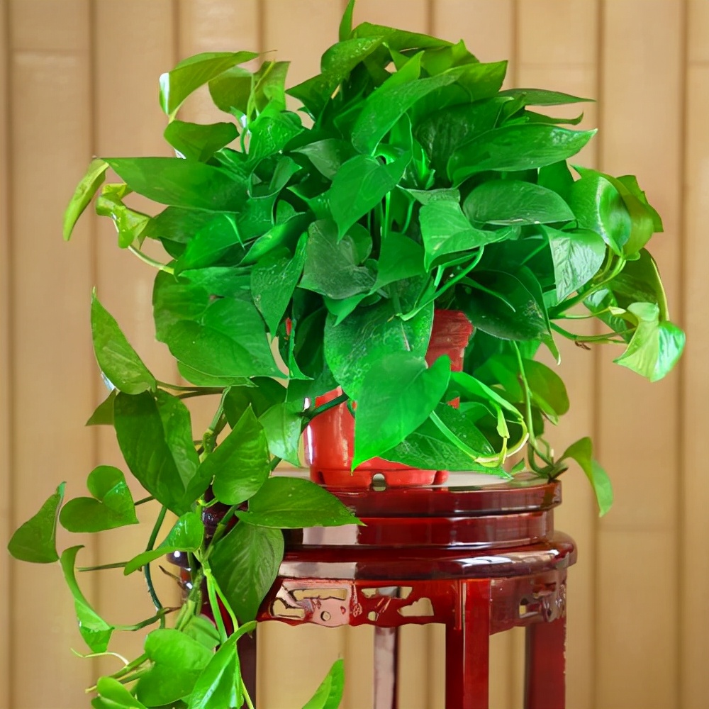 家里光照不足，建议养这10种“耐阴花”，有点散光就能长得很美