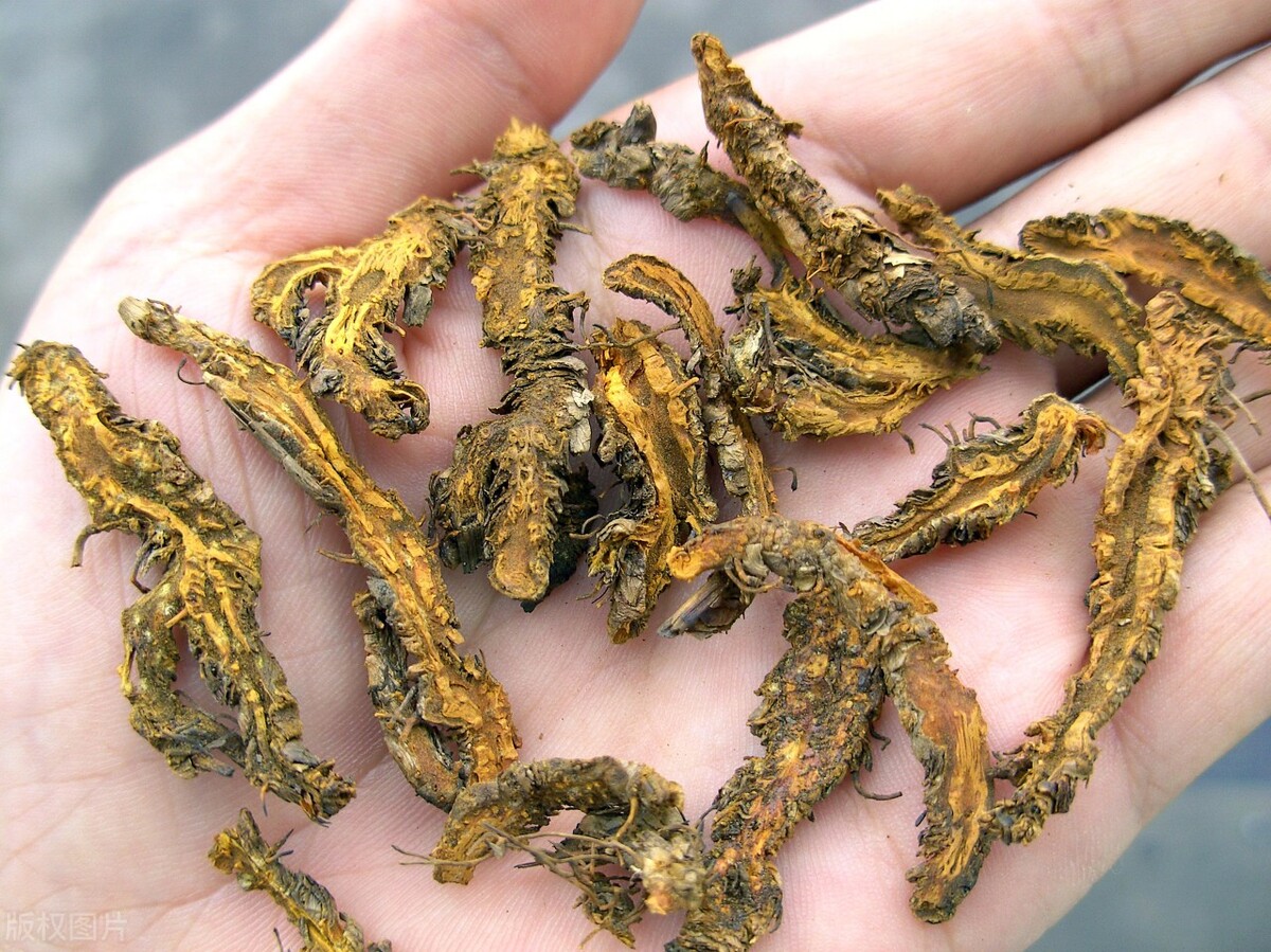 水黄连图片(血里) - 赤虎壹号