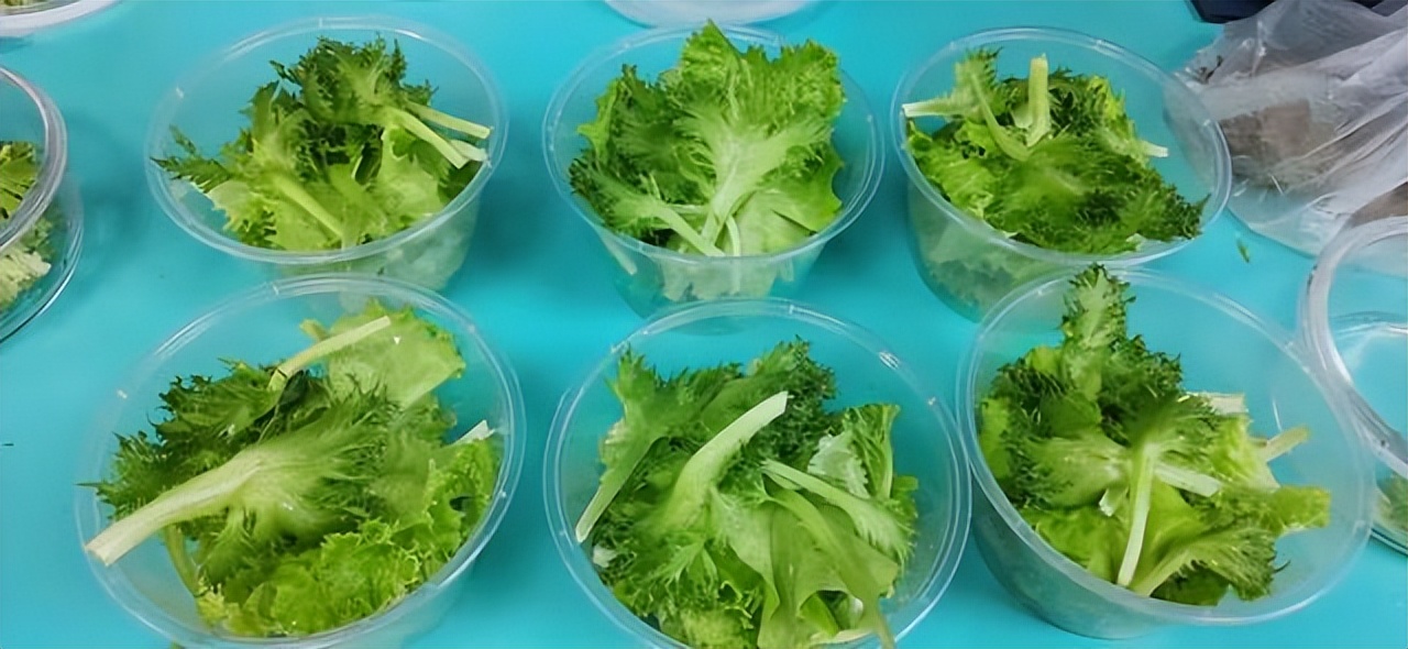 北理工学子用AI种出“零碳”零农残的绿色“科技蔬菜”