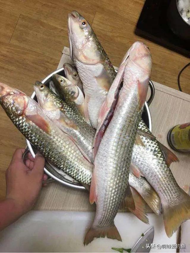 红眼鱼怎么做好吃(红眼鱼多少钱一斤)