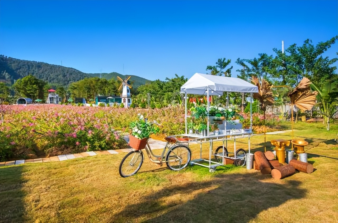 广州四会沙糖桔今日价格,广元和四会沙糖桔哪个好 - 榆树网