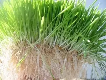 我國引進新型牧草，7天快速成熟，低成本高產(chǎn)量養(yǎng)殖人的福音