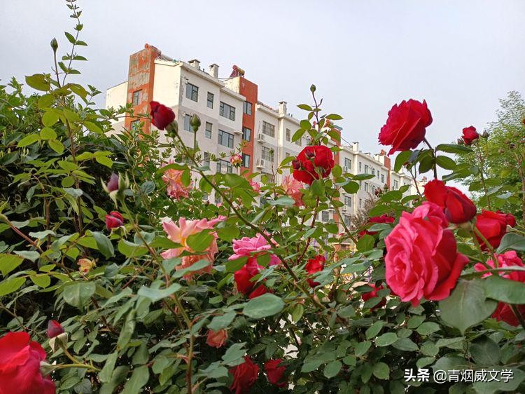 七律 农家小院闻花香（外五首）