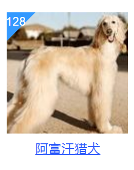 这几种狗狗，或许智商不太高，但长相没话说