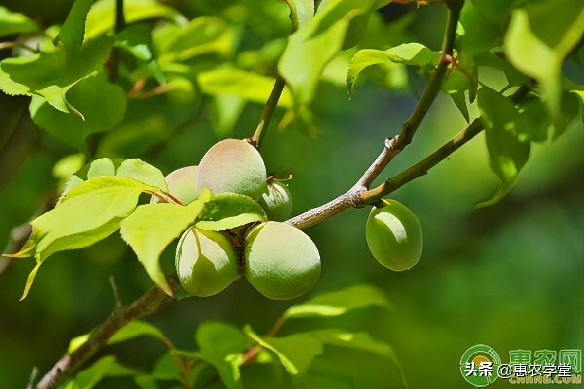 栽葱的时间和方法（葱的移栽方法有哪些）-第2张图片-易算准