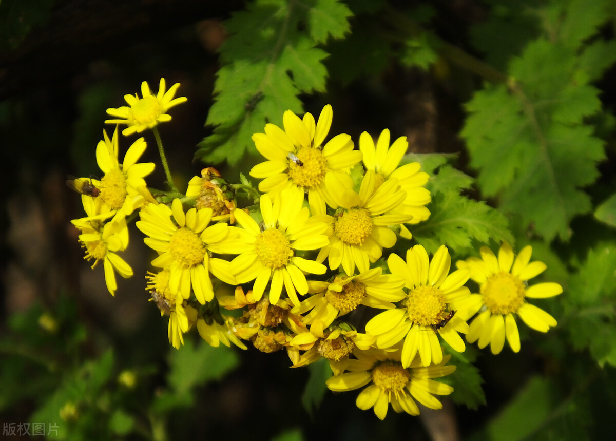 黄菊花的花语野菊花的寓意你知道吗