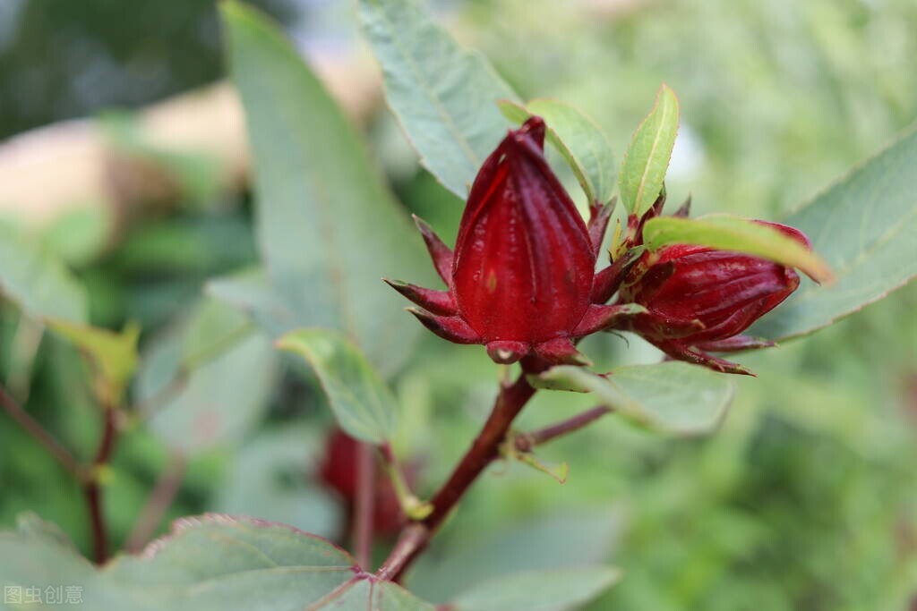 像玫瑰的花叫什么名字（像玫瑰花的花有哪些）-第3张图片-巴山号